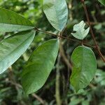Anthonotha macrophylla Leaf