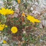 Sonchus tenerrimus Floare