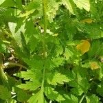 Papaver alpinum Leaf