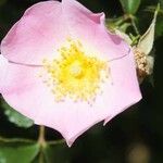 Rosa caninaЦвят