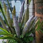 Cyrtopodium andersonii Yaprak