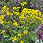 Patrinia scabiosifolia Květ