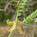 Biserrula pelecinus Fruit