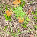 Asclepias tuberosaFlor