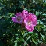 Rosa rugosa花