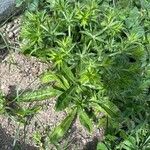 Eryngium foetidum Blatt