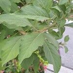 Iochroma cyaneum Blad