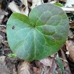 Asarum europaeum Lapas