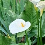 Zantedeschia aethiopica പുഷ്പം