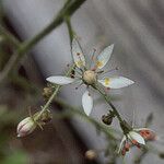 Micranthes ferruginea 花