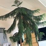 Araucaria columnaris पत्ता