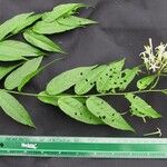 Cestrum fragile Otro