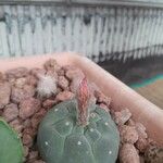 Matucana madisoniorum 葉