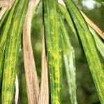 Pandanus purpurascens Hoja