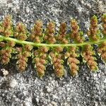 Asplenium fontanum Fruit