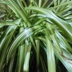 Chlorophytum capense Ліст