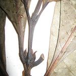 Palicourea calophylla Annet