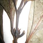 Palicourea calophylla Otro