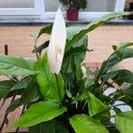 Spathiphyllum wallisii പുഷ്പം