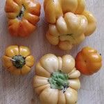 Solanum aethiopicum Fruit