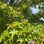 Liquidambar styraciflua 葉