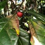 Coffea liberica Plod