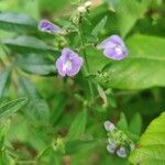 Scutellaria integrifolia Λουλούδι