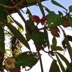 Drymonia serrulata Fruit