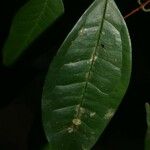 Eugenia coffeifolia Лист