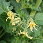 Solanum lycopersicum Flower