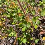 Eriogonum umbellatum Лист