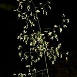 Festuca altissima Frukt