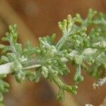 Artemisia barrelieri Övriga