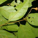 Nectandra umbrosa Leaf