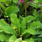 Primula bulleyana অভ্যাস