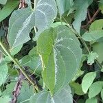 Dioscorea dodecaneura 整株植物