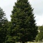 Abies cilicica Tervik taim