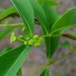 Wikstroemia indica Flower