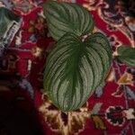 Philodendron mamei葉