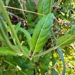 Oenothera rosea Blatt