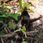 Ophrys insectifera ফুল