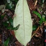 Anthonotha macrophylla Leaf