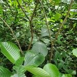 Psychotria succulenta
