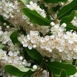 Pyracantha coccineaFlower