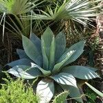 Agave ovatifolia List