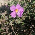 Cistus salviifolius Квітка