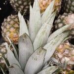 Ananas comosus Leaf