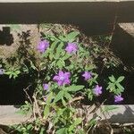 Ruellia humilis Цвят