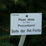 Picea abies Arall