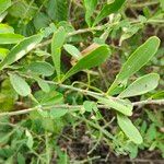 Gymnosporia buxifolia Leaf